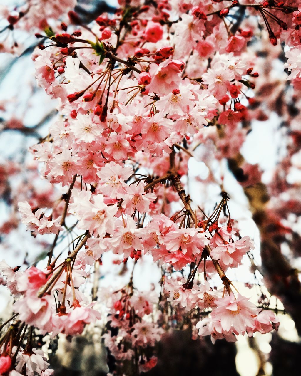 CLOSE-UP OF CHERRY BLOSSOM