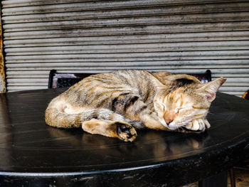 Cat sleeping on wood