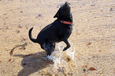 Black dog in a water