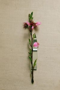 Close-up of pink rose against white background