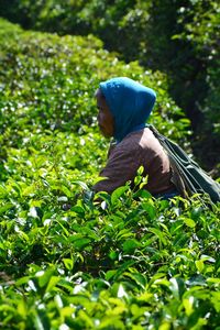 Side view of woman working at tea plantation