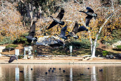 Side view of man jumping in lake