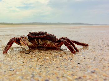 Close-up of crab on beach
