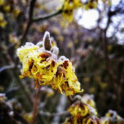 Close-up of yellow flower plant during winter