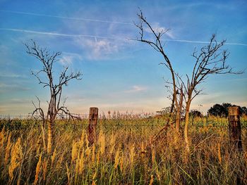 Bare trees on field against sky