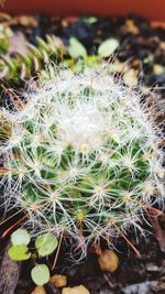 High angle view of succulent plant on field