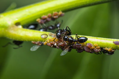Close-up of insect on leaf