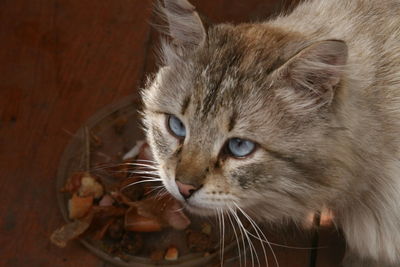 Close-up portrait of a cat