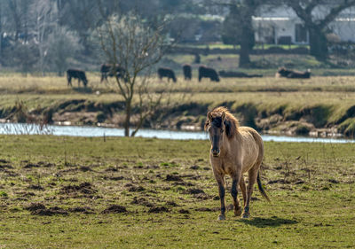 Horse standing on field