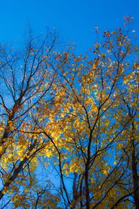 Low angle view of trees against blue sky