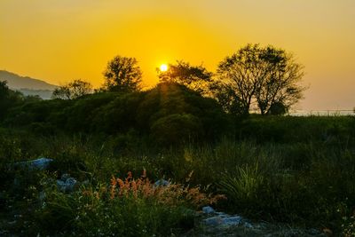 Plants and trees against sky during sunset
