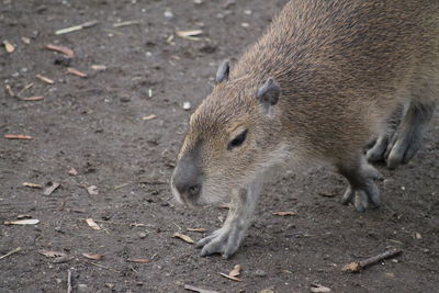 High angle view of capybara on field