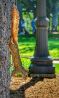 Bird on tree trunk