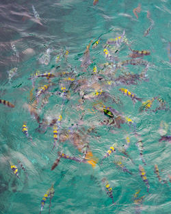 Overhead shoot of a crystal clear water with beautiful fishes swimming. copy space.
