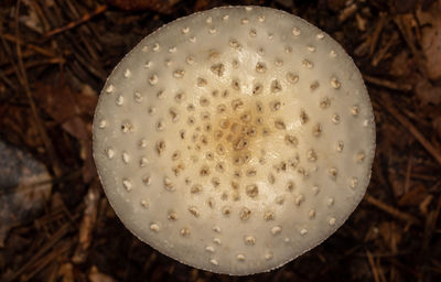 macro photography