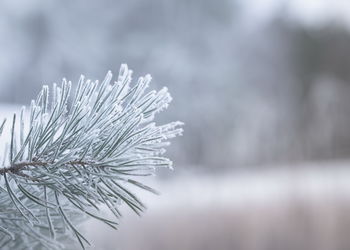 Close-up of frozen plant