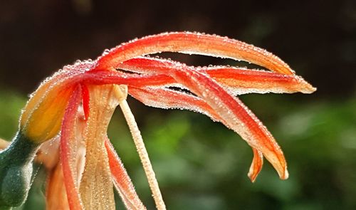 Close-up of orange flowering plant