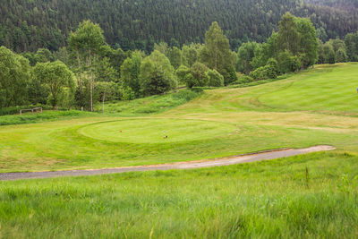 Scenic view of pine trees in forest