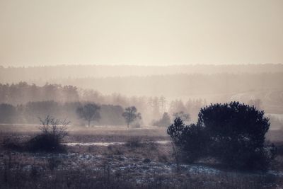 Trees on field against sky during foggy weather