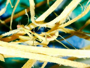 Close-up of crab on water