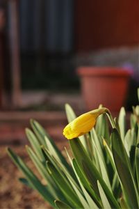 Close-up of yellow flowering plant