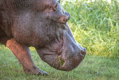 Close-up of hippo walking with grass mouthful