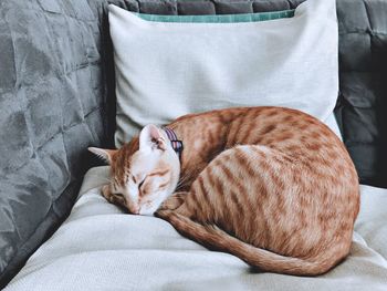 Cat sleeping on bed