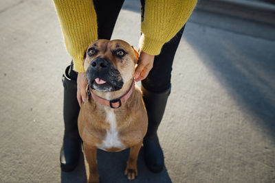 Low section of woman playing with dog while standing on street