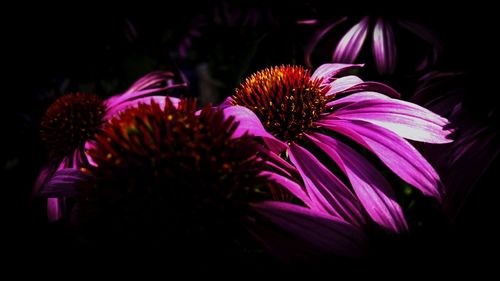 Close-up of pink flowers