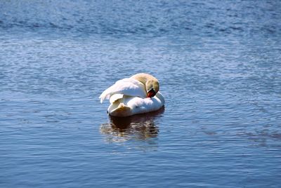 Close-up of a bird in lake