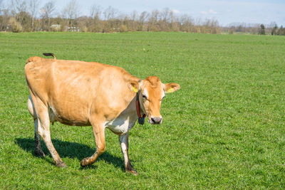 Cow standing in a field