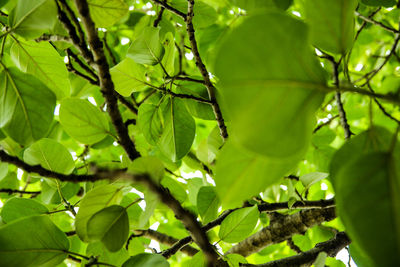 Low angle view of green leaves