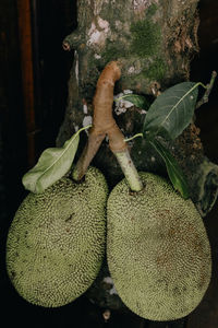 Close-up of fruit growing on tree