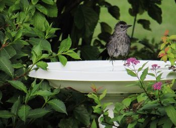 Close-up of bird perching on plant