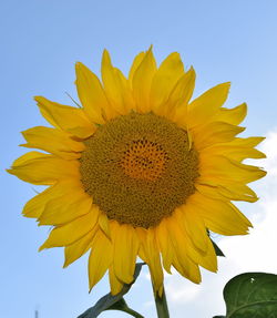 Low angle view of sunflower against clear sky
