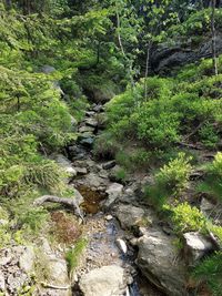 View of stream flowing through forest