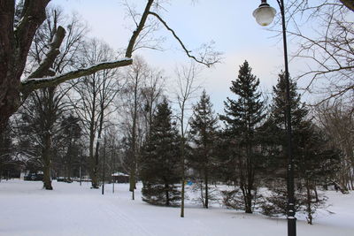 Trees against sky during winter