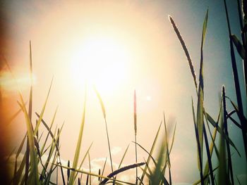 sun
