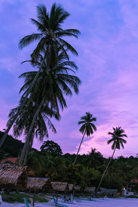 Palm trees at beach against sky