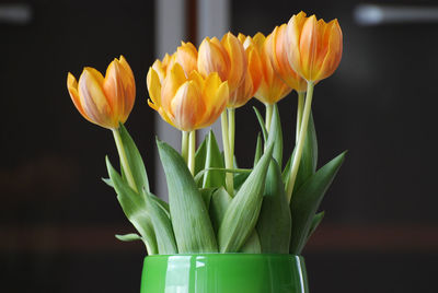 Close-up of yellow tulips in vase