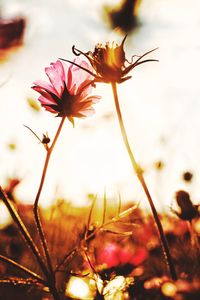 Close-up of insect on flower against sky