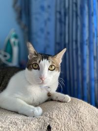 pet
