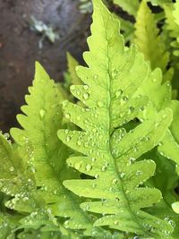 Close-up of wet leaves on rainy day