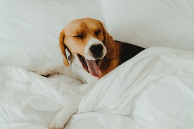 High angle view of dog sleeping on bed