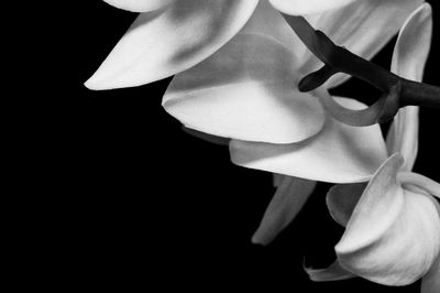 Close-up of flower over black background