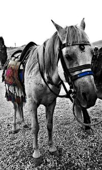 Horse standing in a field