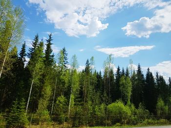 Pine trees in forest against sky