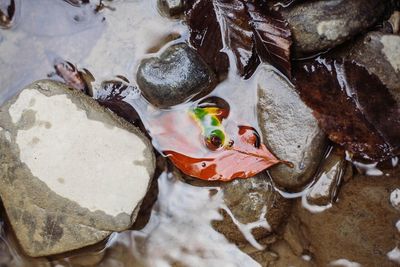 High angle view of turtle in water