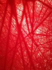 Low angle view of red tree