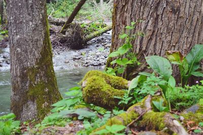 Stream flowing through forest